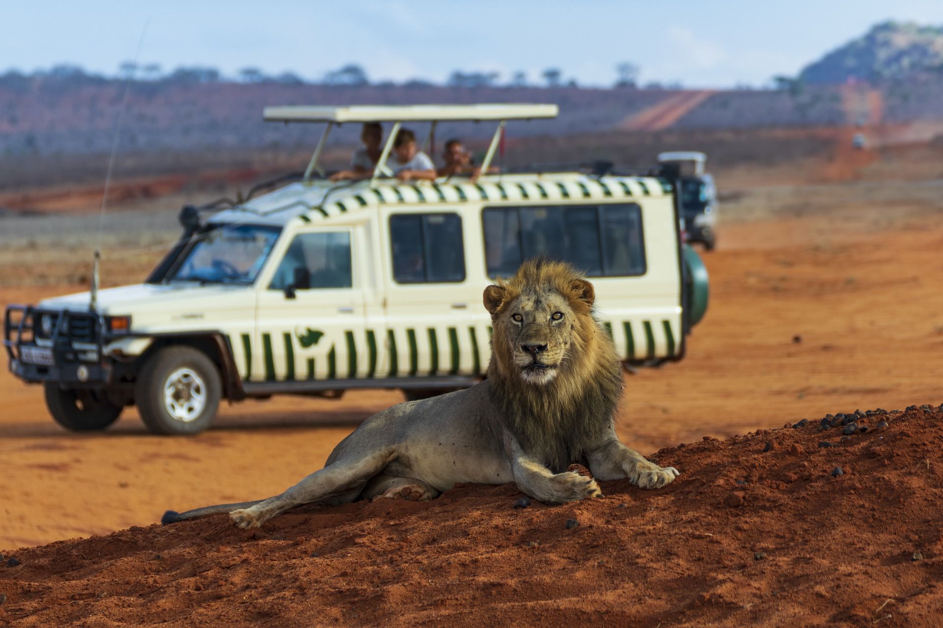 lion-3940977_1920 lion-3940977_1920
