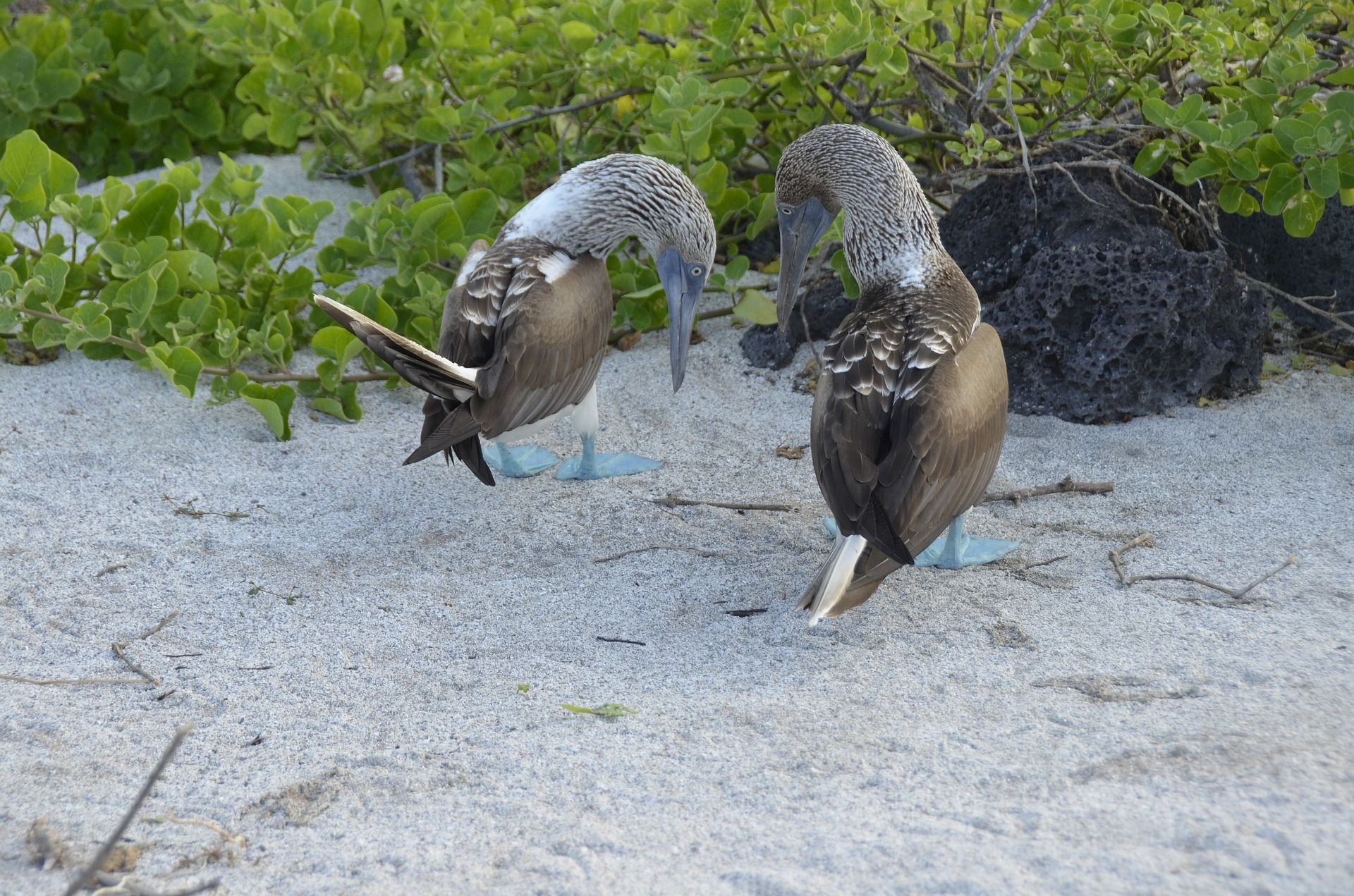 galapagos-4142524_1920 galapagos-4142524_1920