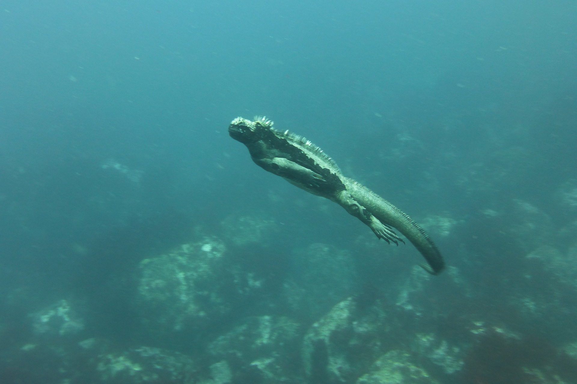 marine-iguana-883488_1920 marine-iguana-883488_1920
