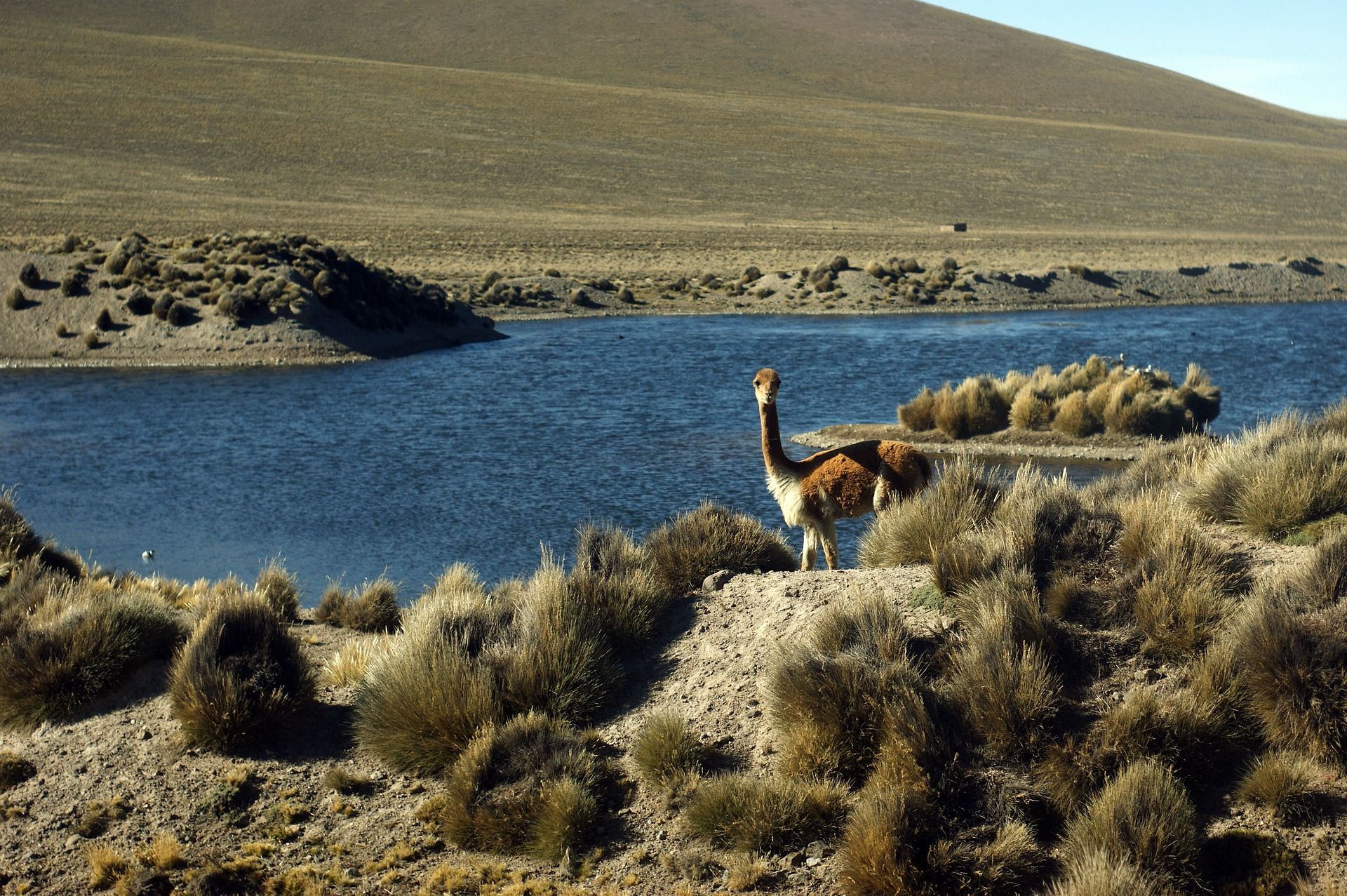 vicuna-3596270_1920 vicuna-3596270_1920