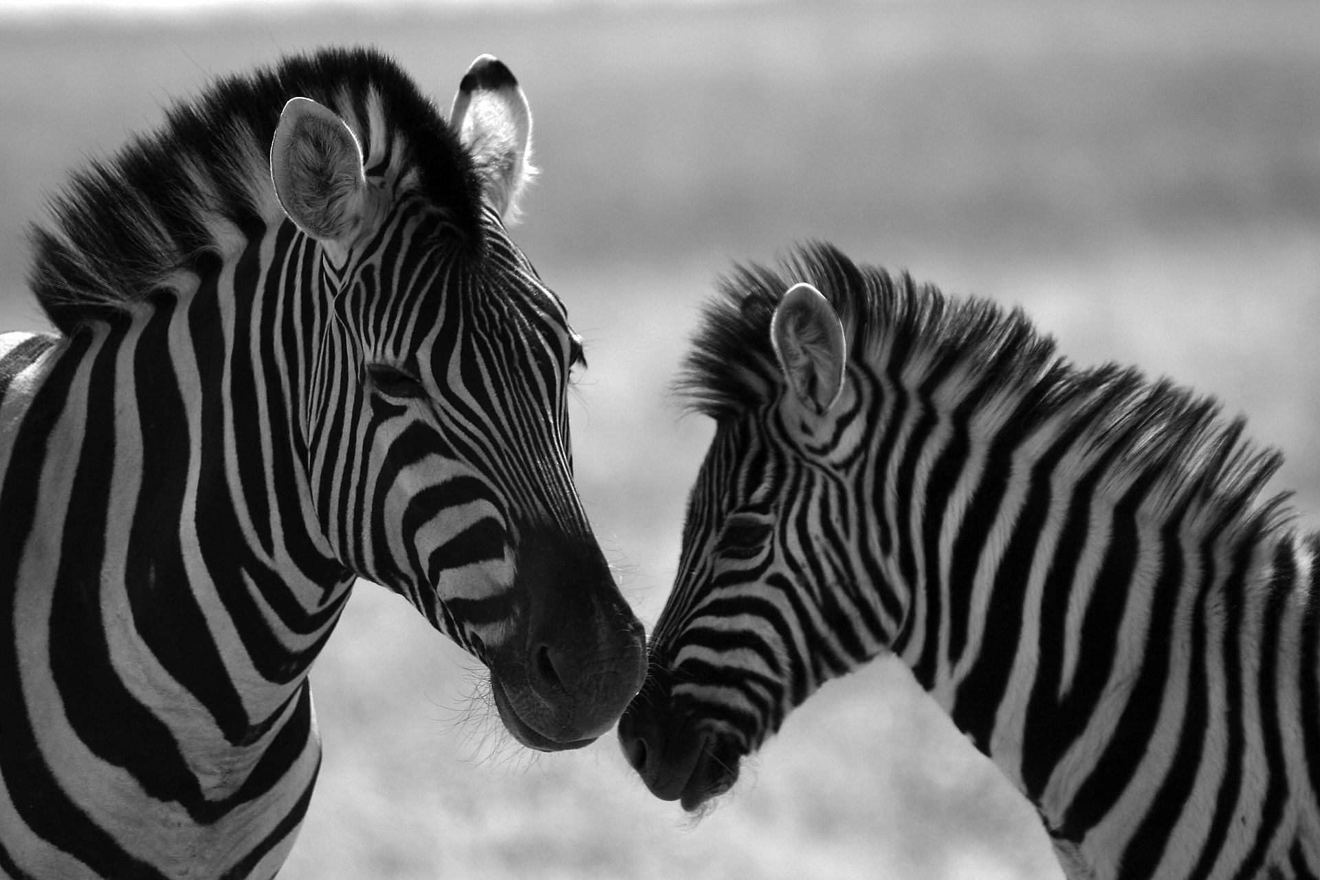 zebra-4630217_1920 zebra-4630217_1920