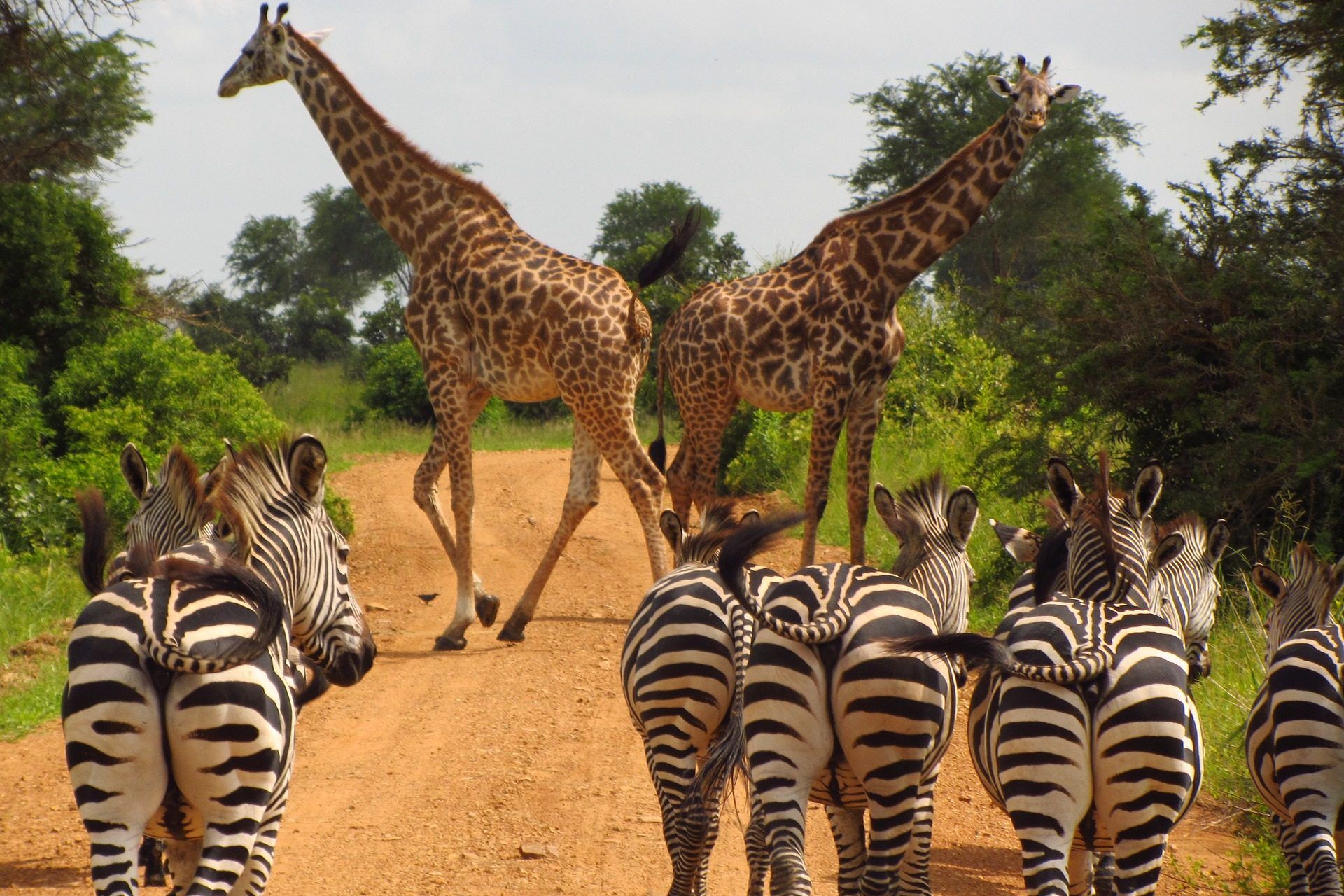 zebras-765885_1920 zebras-765885_1920